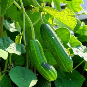 Какие вещества необходимы огурцам для высокой урожайности?